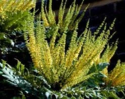 Mahoniestruik (Mahonia Media 'Charity') -Planten Verkoopwinkel 20080709102617 3 1
