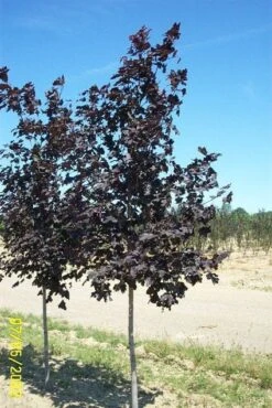 Noorse Esdoorn (Acer Platanoides 'Royal Red') -Planten Verkoopwinkel 20080709120821 9 1