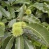 Kastanjeboom (Castanea Sativa 'Lyon') -Planten Verkoopwinkel 20080714110014 2
