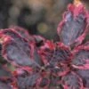 Beuk (Fagus Sylv. 'Purpurea Tricolor') -Planten Verkoopwinkel 20080715122013 1