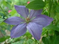 Bosrank (Clematis 'Mrs Cholmondeley') -Planten Verkoopwinkel 20080717140453 1 2