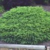 Spar (Picea Abies 'Nidiformis') -Planten Verkoopwinkel 20080730111038 1 1