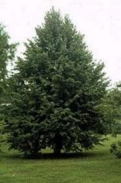 Boomhazelaar (Corylus Colurna) -Planten Verkoopwinkel 20080730122121 12