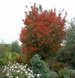 Japanse Sierkers (Prunus Sargentii) -Planten Verkoopwinkel 20080730122801 5 1