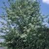 Gewone Meelbes (Sorbus Aria) -Planten Verkoopwinkel 20080730123017 5