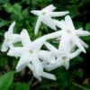 Jasmijn (Jasminum Polyanthum) -Planten Verkoopwinkel 20080918110728 2