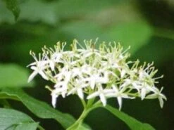 Rode Kornoelje (Cornus Sanguinea) -Planten Verkoopwinkel 20081029085946 5 1