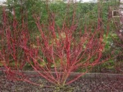 Rode Kornoelje (Cornus Sanguinea) -Planten Verkoopwinkel 20081029090707 5 2