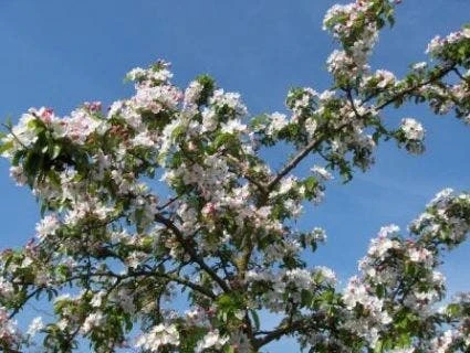 Sierappel (Malus 'Professor Sprenger') 3 Sierappel (Malus 'Professor Sprenger') - Afbeelding 3