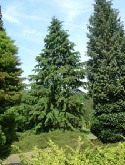 Westelijke Hemlockspar (Tsuga Heterophylla) 3 Westelijke Hemlockspar (Tsuga Heterophylla) - Afbeelding 3