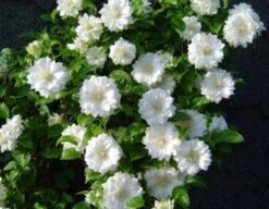 Bosrank (Clematis 'Duchess Of Edinburgh')