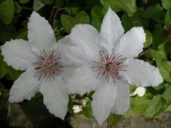 Bosrank (Clematis 'Snow Queen') -Planten Verkoopwinkel 20081120141931 1