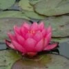 Waterlelie (Nymphaea 'James Brydon') -Planten Verkoopwinkel 20081127132738 1