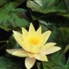 Waterlelie (Nymphaea 'Marliacea Chromatella') -Planten Verkoopwinkel 20081127133434 1
