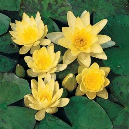 Waterlelie (Nymphaea 'Sulphurea') 1 Waterlelie (Nymphaea 'Sulphurea')