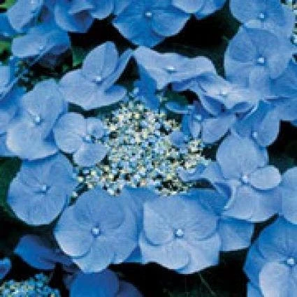 Hortensia (Hydrangea Macrophylla 'Teller Blue') 1 Hortensia (Hydrangea Macrophylla 'Teller Blue')