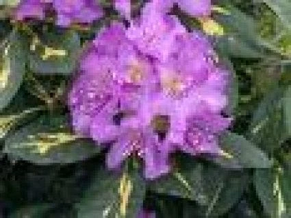 Rhododendron (Rhododendron 'Goldflimmer') 1 Rhododendron (Rhododendron 'Goldflimmer')