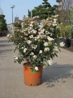 Groenblijvende Sneeuwbal (Viburnum Tinus 'Eve Price') -Planten Verkoopwinkel 20091125113028 50 10 1