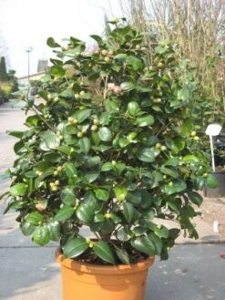 Camelia (Camellia, Rood) -Planten Verkoopwinkel 20091125130926 60 12
