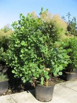 Pruikenboom (Cotinus Coggygria)