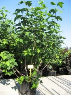 Sneeuwbal (Viburnum Opulus 'Roseum') -Planten Verkoopwinkel 20091126125302 9 1