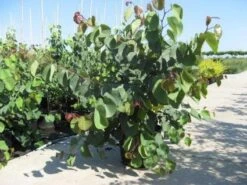 Chinese Judasboom (Cercis Chinensis 'Avondale') -Planten Verkoopwinkel 20091127153204 5 2