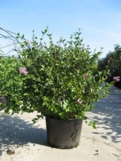 Dwerg Sering (Syringa Meyeri 'Palibin') 7 Dwerg Sering (Syringa Meyeri 'Palibin') -Planten Verkoopwinkel 20091130090327 6