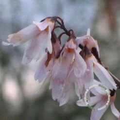 Witte Forsythia (Abeliophyllum Distichum) -Planten Verkoopwinkel 20091208165431 2