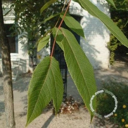 Zwarte Walnotenboom (Juglans Nigra) 1 Zwarte Walnotenboom (Juglans Nigra)