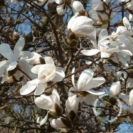 Beverboom (Magnolia Loebneri 'Merrill') 2 Beverboom (Magnolia Loebneri 'Merrill') - Afbeelding 2