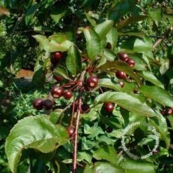 Sierappel (Malus 'Liset') -Planten Verkoopwinkel 20091222112959 8 2