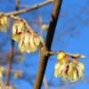 Winterzoet (Chimonanthus Praecox) -Planten Verkoopwinkel 20091230153517 6 3 3