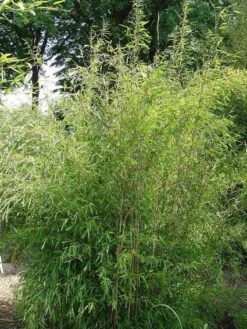 Niet Woekerende Bamboe (Fargesia 'Great Wall') -Planten Verkoopwinkel 20100106102329 4