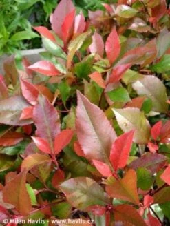 Glansmispel Op Stam (Photinia Fraseri 'Little Red Robin') 5 Glansmispel Op Stam (Photinia Fraseri 'Little Red Robin') -Planten Verkoopwinkel 20100210093819 3 2