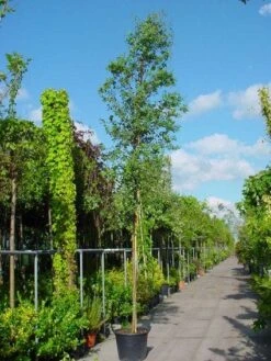 Eucalyptus Als Boom (Eucalyptus Gunnii) -Planten Verkoopwinkel 20100217171158 8 1