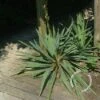 Palmlelie (Yucca Flaccida) -Planten Verkoopwinkel 20100218111728 1