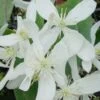 Bosrank, Groenblijvend (Clematis Armandii 'Snowdrift') -Planten Verkoopwinkel 20100218143418 3 4