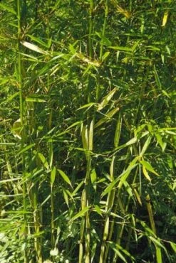 Niet Woekerende Bamboe (Fargesia Robusta) -Planten Verkoopwinkel 20100223184938 5