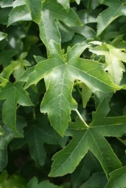 Amberboom Als Struik (Liquidambar 'Gum Ball') -Planten Verkoopwinkel 20100712161358 1