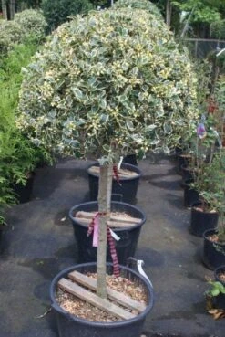 Hulst Op Stam (Ilex 'Argentea Marginata') -Planten Verkoopwinkel 20100712171848 1 2
