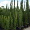 Italiaanse Cipres (Cupressus Sempervirens 'Totem') -Planten Verkoopwinkel 20100712173208 10 1