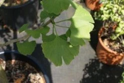 Japanse Notenboom, Meerstammig (Ginkgo Biloba) -Planten Verkoopwinkel 20100719115514 4 2