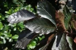 Rode Zuilbeuk (Fagus Sylvatica 'Dawyck Purple') -Planten Verkoopwinkel 20100720135944 20