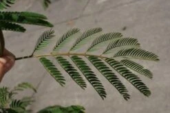 Perzische Slaapboom (Albizia Julibrissin) -Planten Verkoopwinkel 20100720145134 15