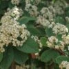 Dwergmispel (Cotoneaster Lacteus) -Planten Verkoopwinkel 20100720152801 3 2