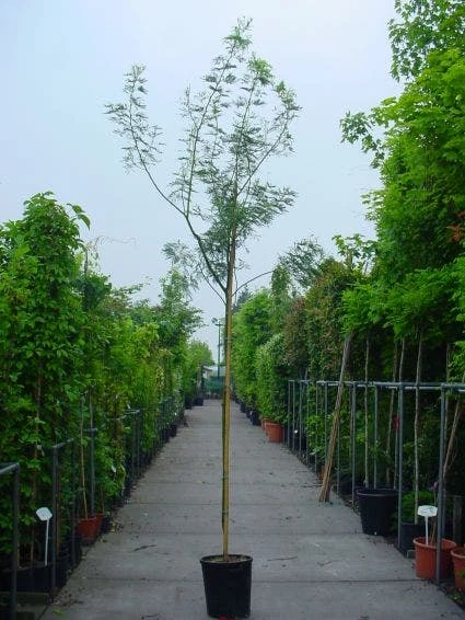 Mimosa Als Boom (Acacia Dealbata) 3 Mimosa Als Boom (Acacia Dealbata) - Afbeelding 3