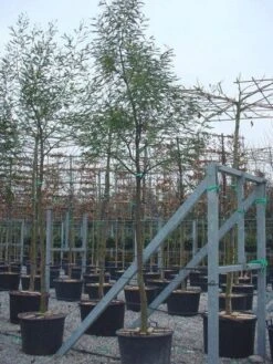 Mimosa Als Boom (Acacia Dealbata) -Planten Verkoopwinkel 20100906111736 6 1