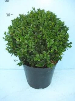 Buxusbol (Buxus Sempervirens, Bolvorm) -Planten Verkoopwinkel 20101207115632 20 1