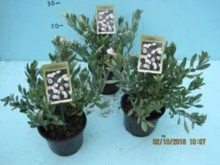 Zilverwinde (Convolvulus Cneorum ) -Planten Verkoopwinkel 20101207115958 2 1