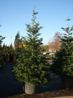 Nordmann-spar (Abies Nordmanniana) -Planten Verkoopwinkel 20101207141610 21 1
